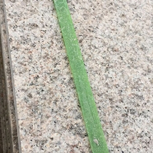 火燒板